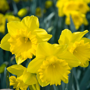 Trumpet Narcissus