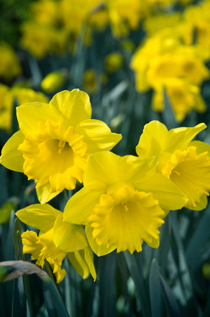 Narcissus King Alfred Type