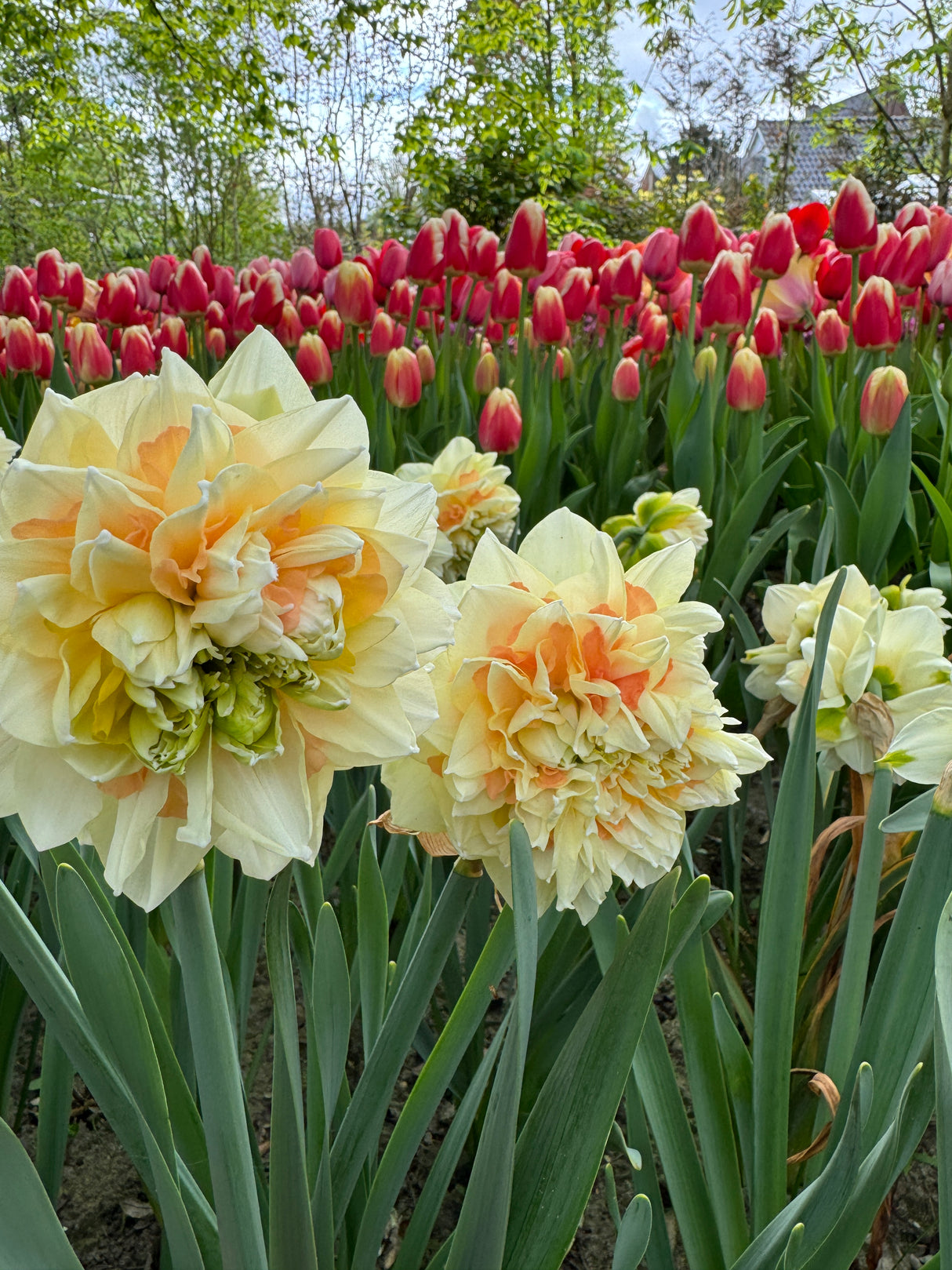 Narcissus Pom Pom Rose