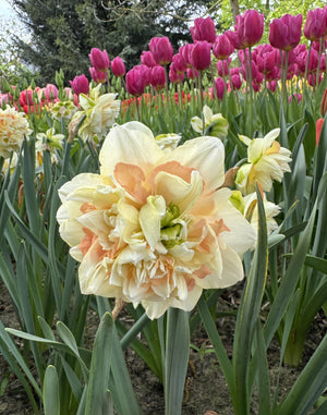 Narcissus Pom Pom Rose