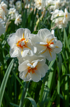 Narcissus Sir Winston Churchill