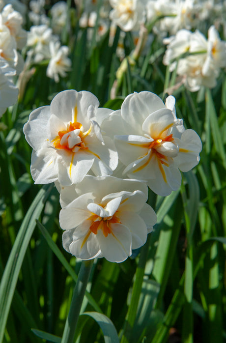 Narcissus Sir Winston Churchill