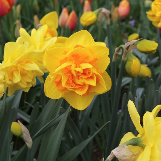 Narcissus Sizzling Fire