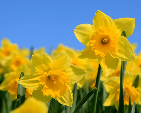 Value Narcissus Yellow