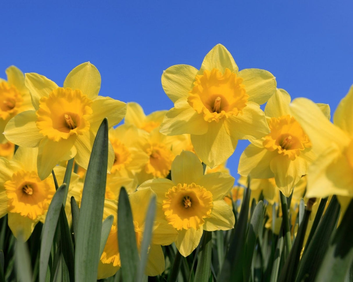 Value Narcissus Yellow