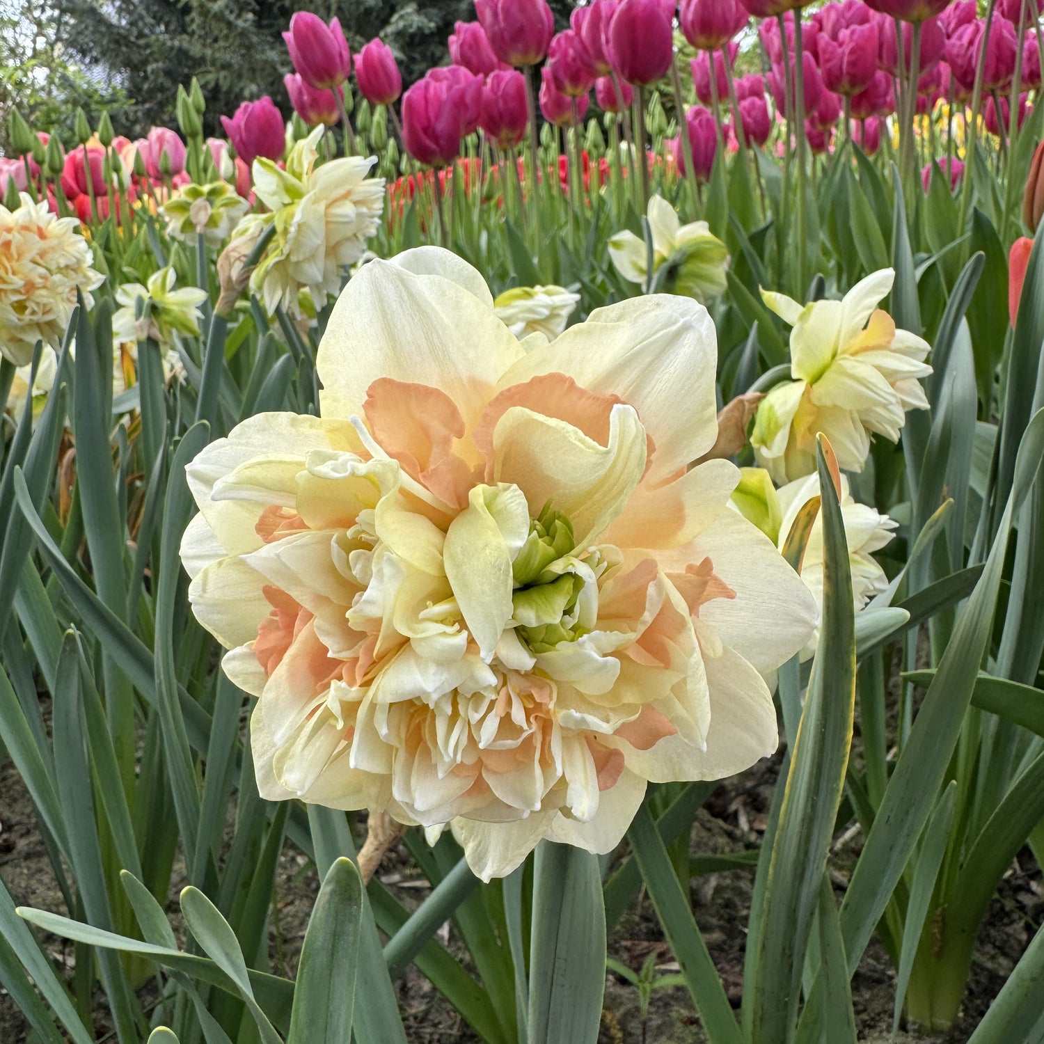 Narcissus Pom Pom Rose