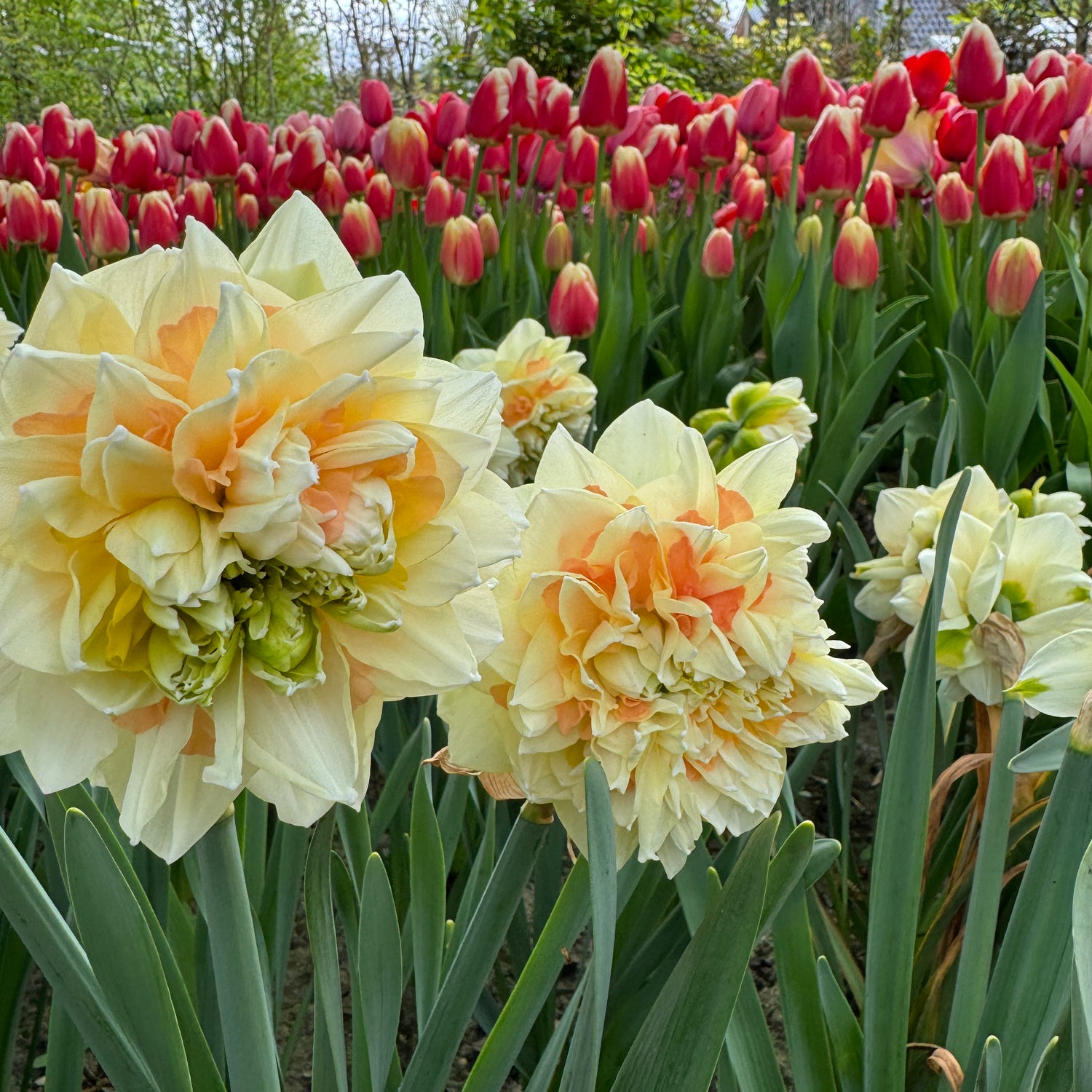 Narcissus Pom Pom Rose
