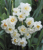 Narcissus Sir Winston Churchill