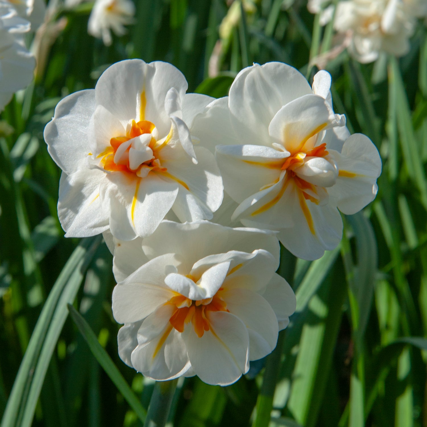 Narcissus Sir Winston Churchill