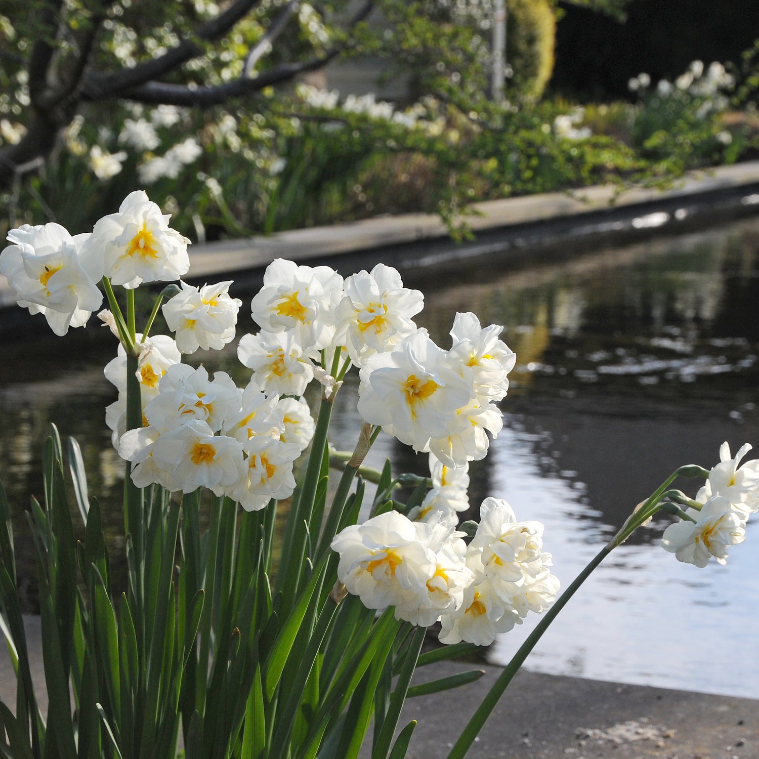 Narcissus Sir Winston Churchill