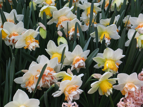 Narcissus Extravaganza