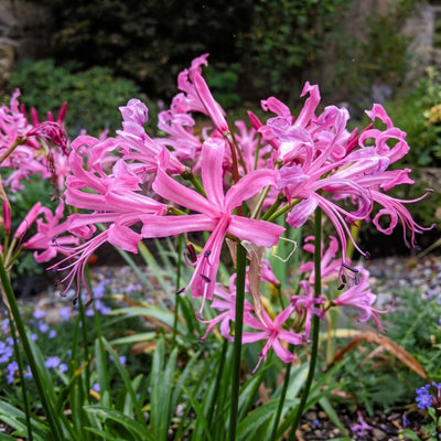 How to Plant Nerine Bulbs in Canada | Guernsey Lily Guide