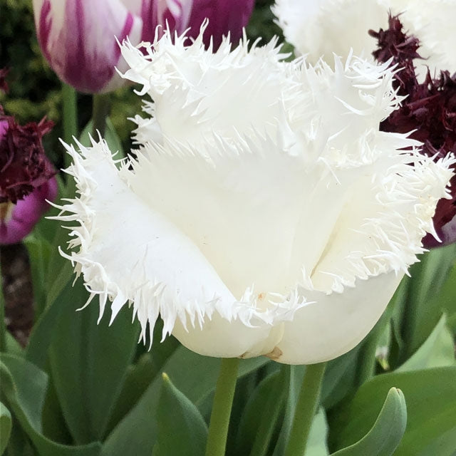 Mixed Tulip - Wildest Dreams – Coast Farms