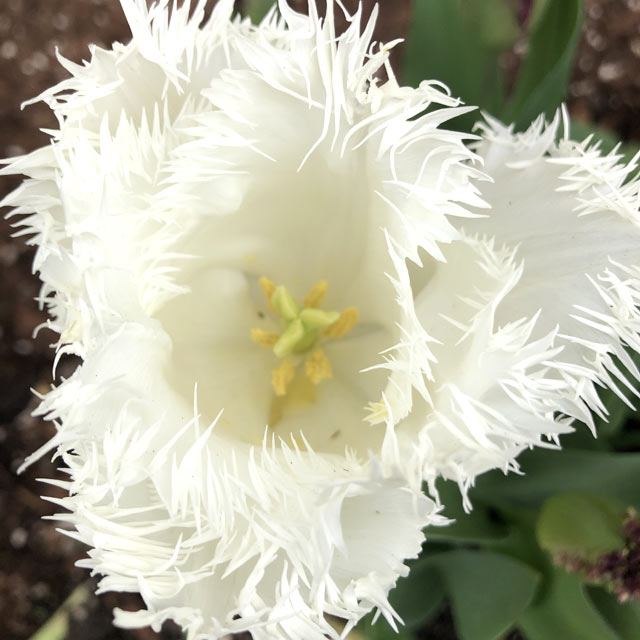 Tulip North Pole – Coast Farms