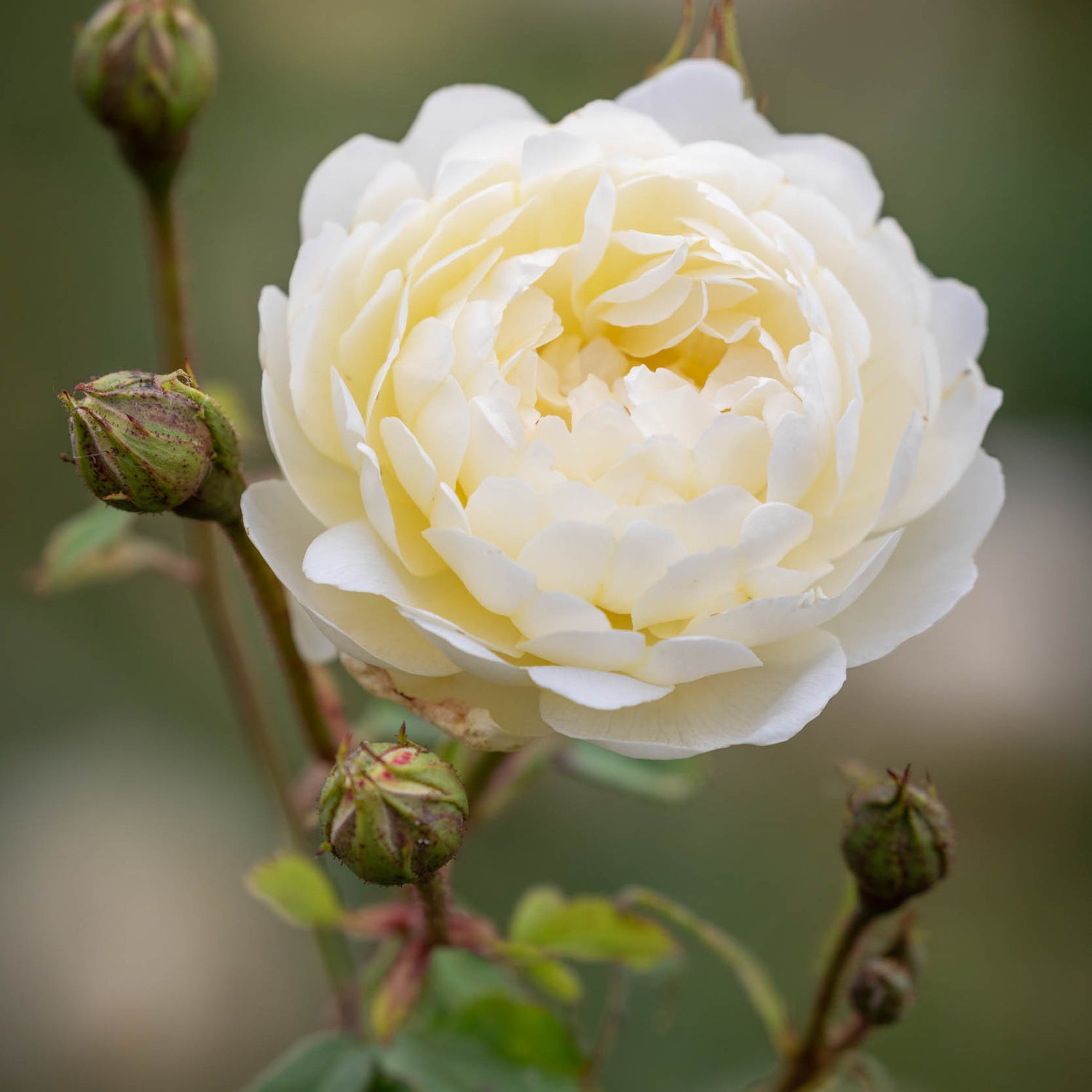 David Austin Rose - Nye Bevan
