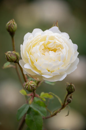 David Austin Rose - Nye Bevan