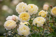 David Austin Rose - Nye Bevan