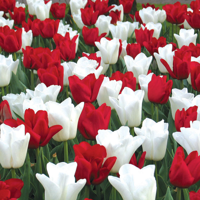 Mixed Tulip - Strong & Free