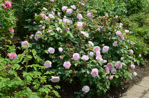 David Austin Rose - Olivia Rose Austin