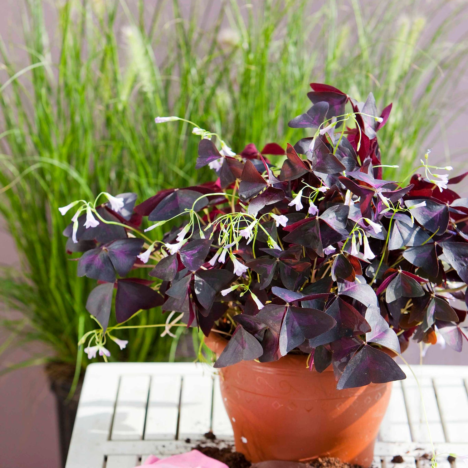 Oxalis triangularis