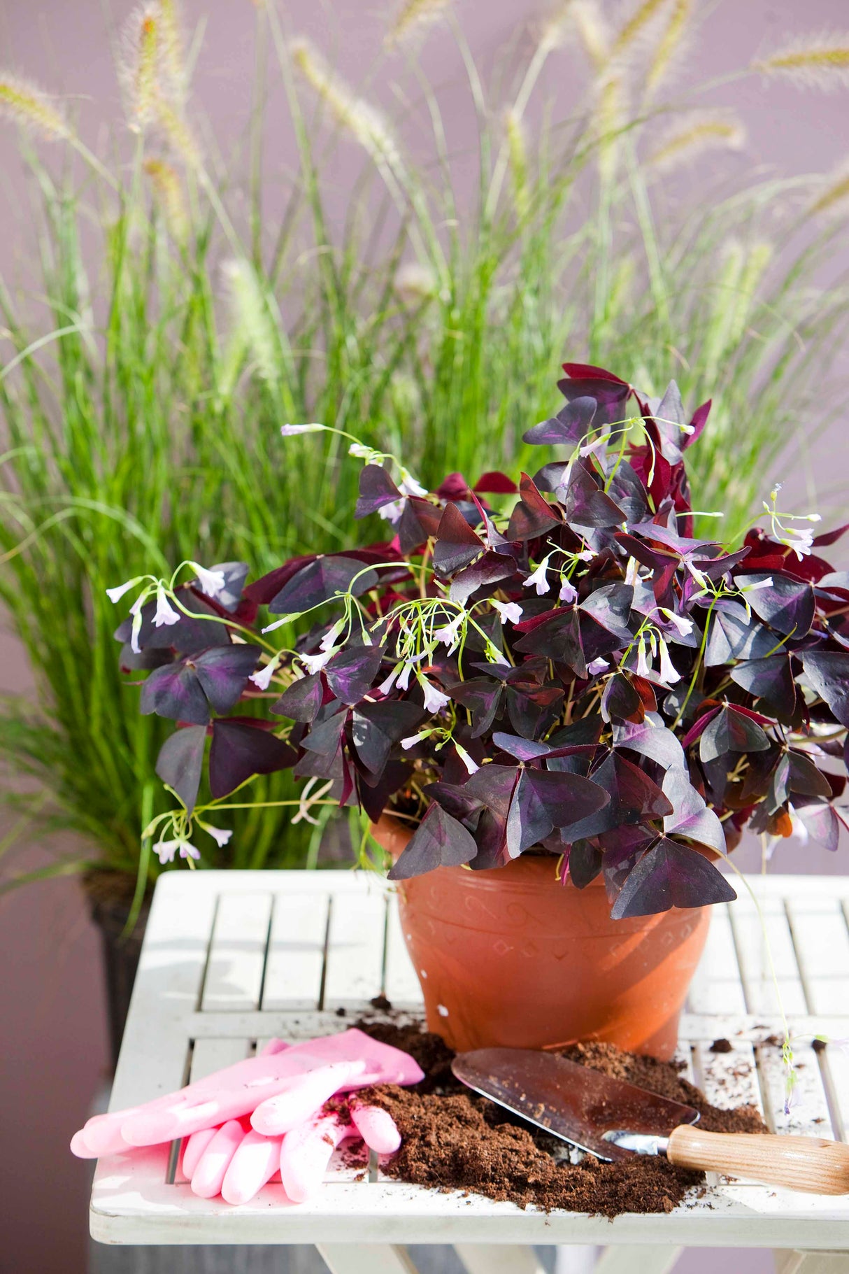 Oxalis triangularis