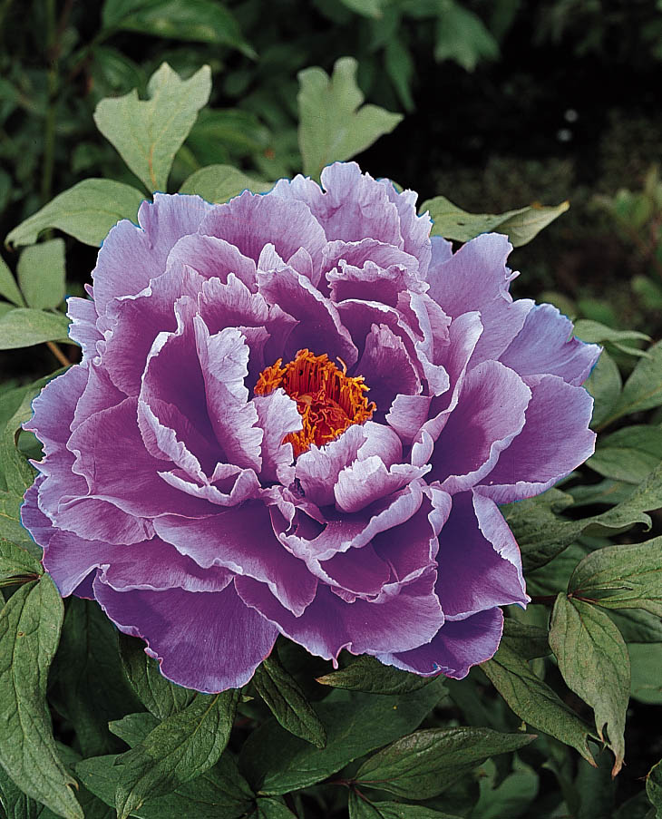 Paeonia Kamada-nishiki