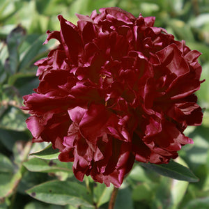 Peonies