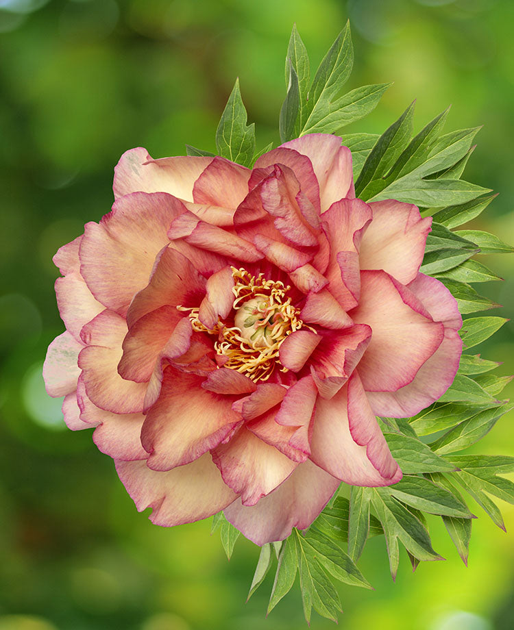 Paeonia Haleighs Hallelujah
