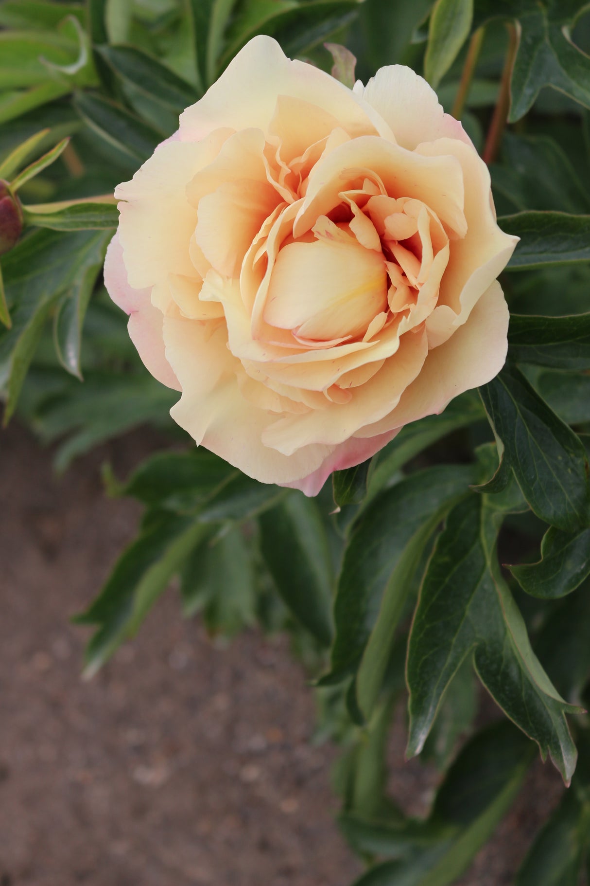 Paeonia Callies Memory