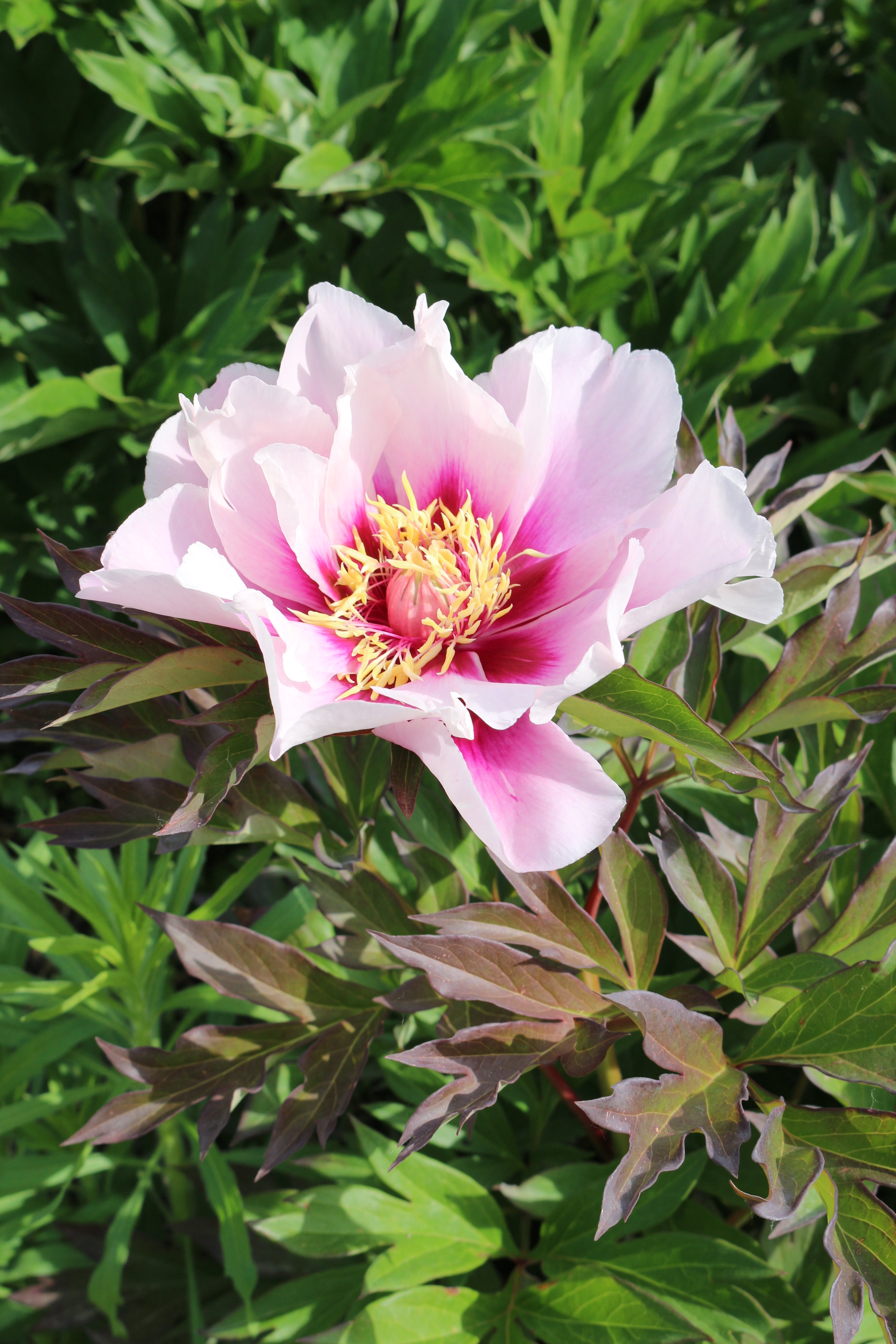 Spring Peonies for Canadian Gardens | Coast Farms
