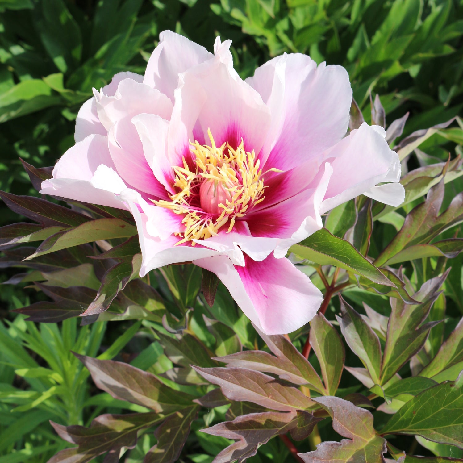 Paeonia Cora Louise