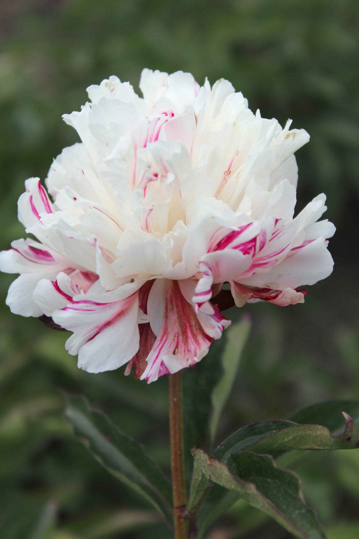 Paeonia Kirinmaru