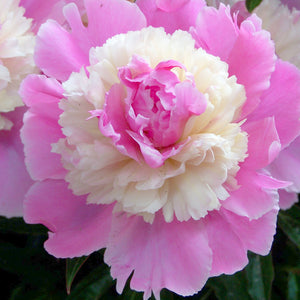 Peony