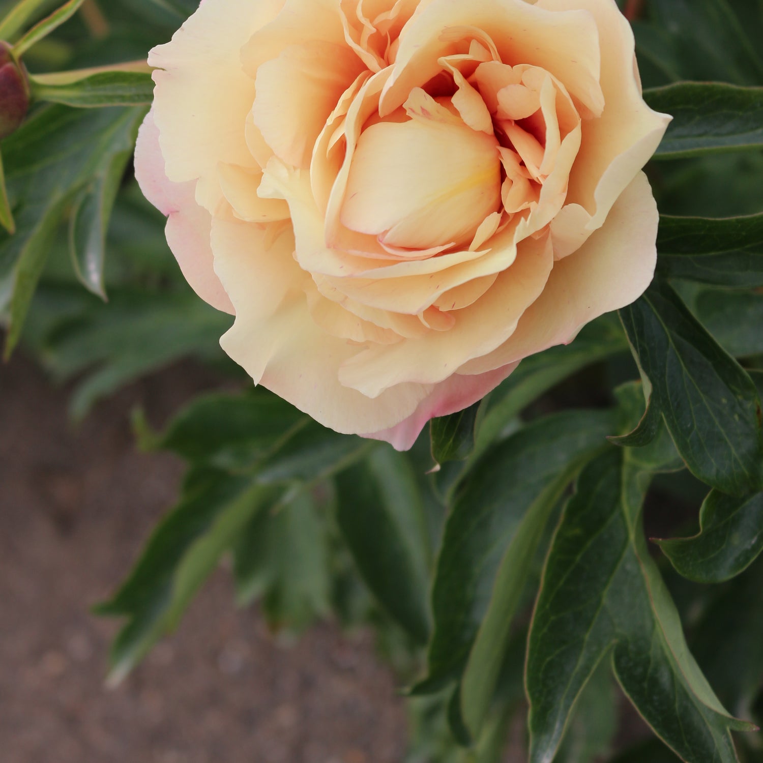 Paeonia Callie's Memory