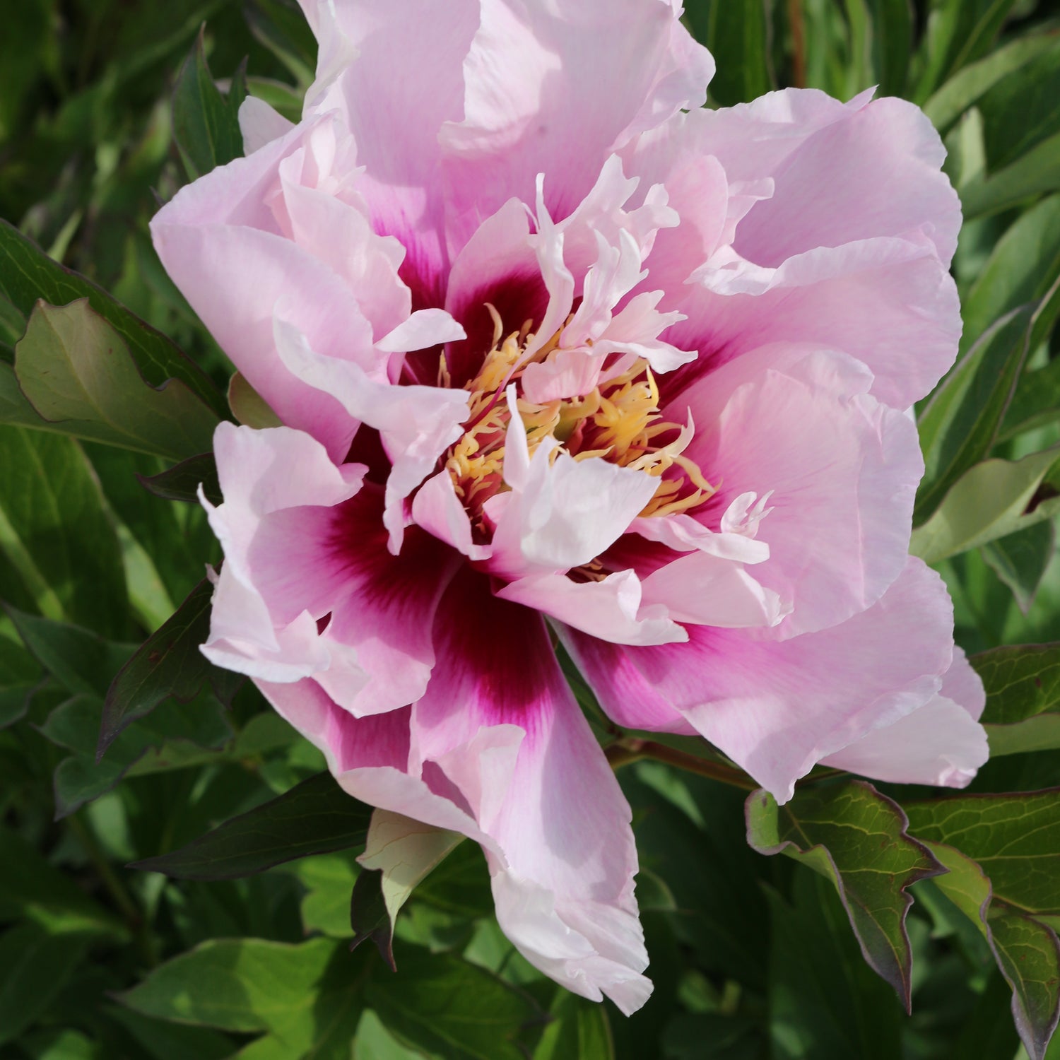 Paeonia Cora Louise