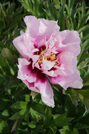 Paeonia Cora Louise