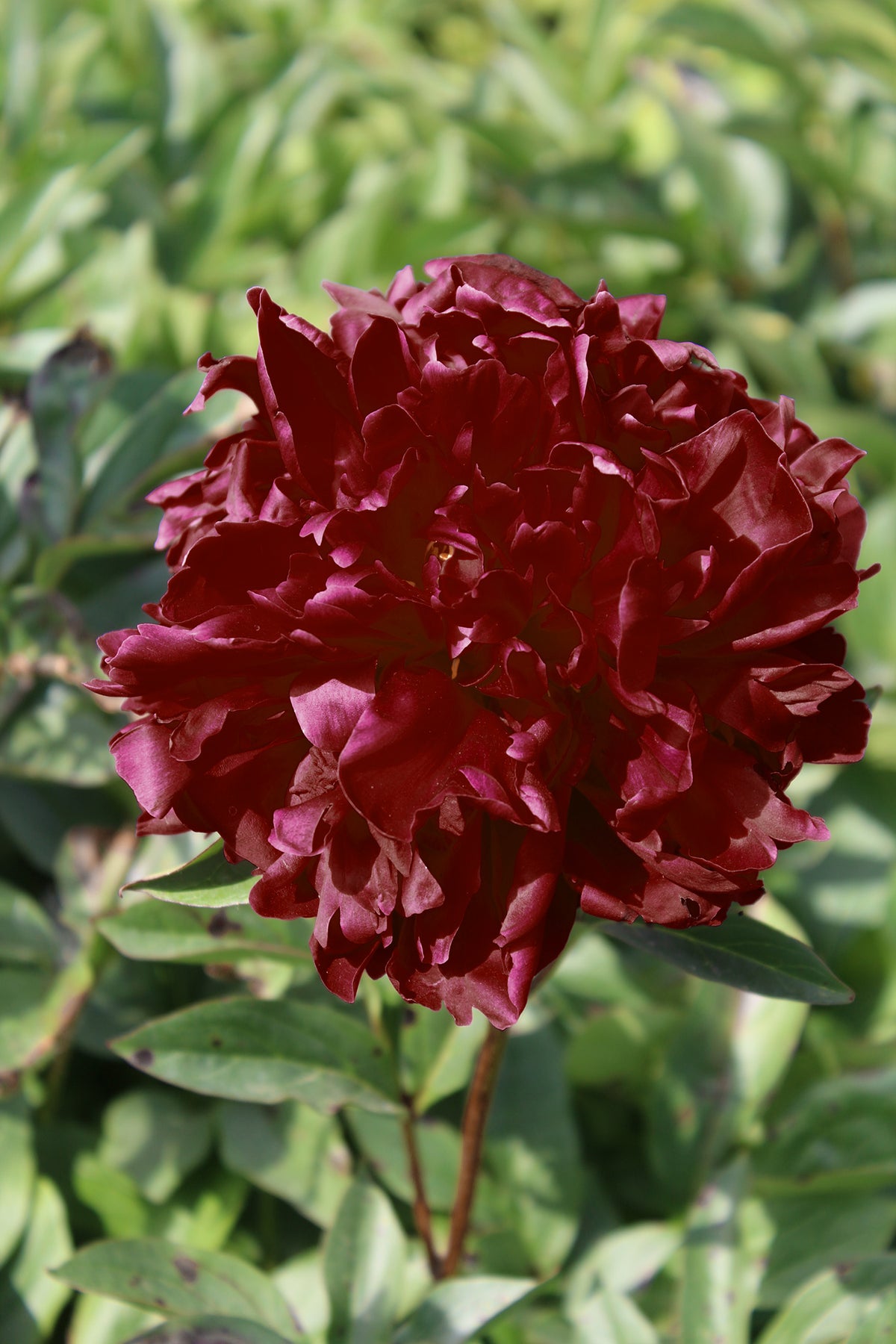 Paeonia Francoise Ortegat