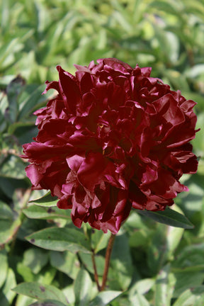 Paeonia Francoise Ortegat