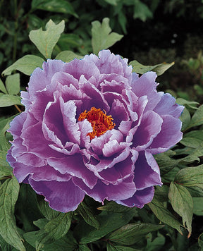 Paeonia Kamada-nishiki