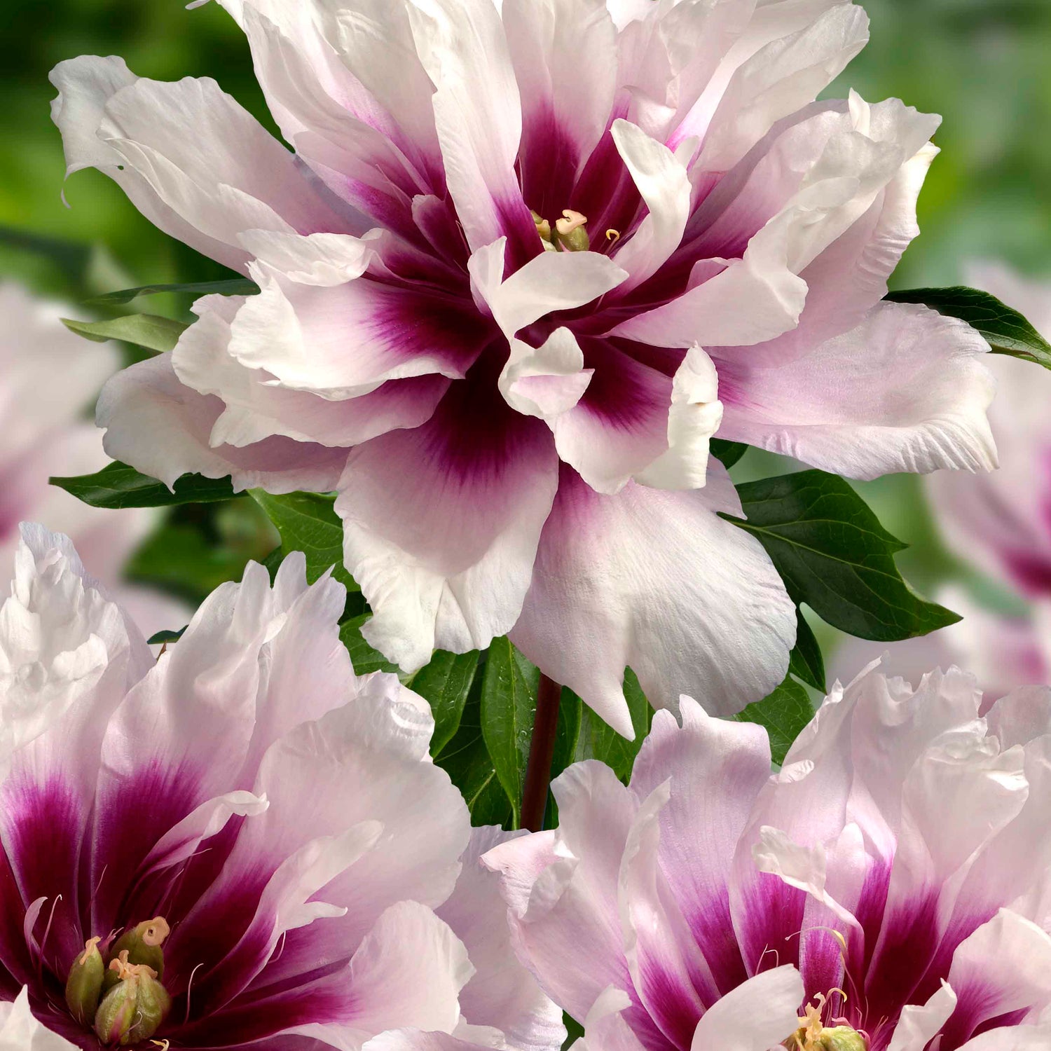 Paeonia Cora Louise