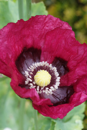 Papaver Patty's Plum