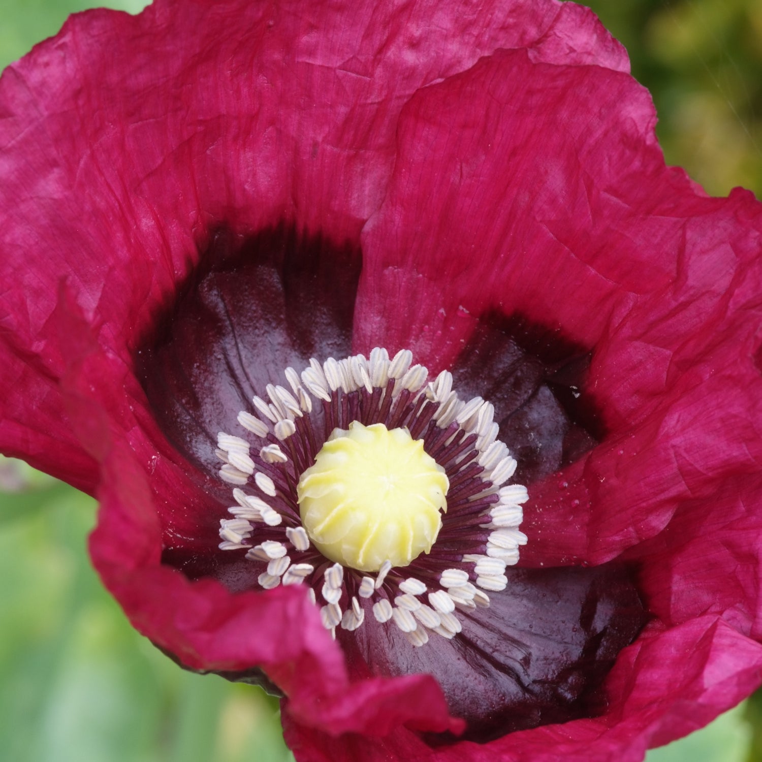 Papaver Pattys Plum