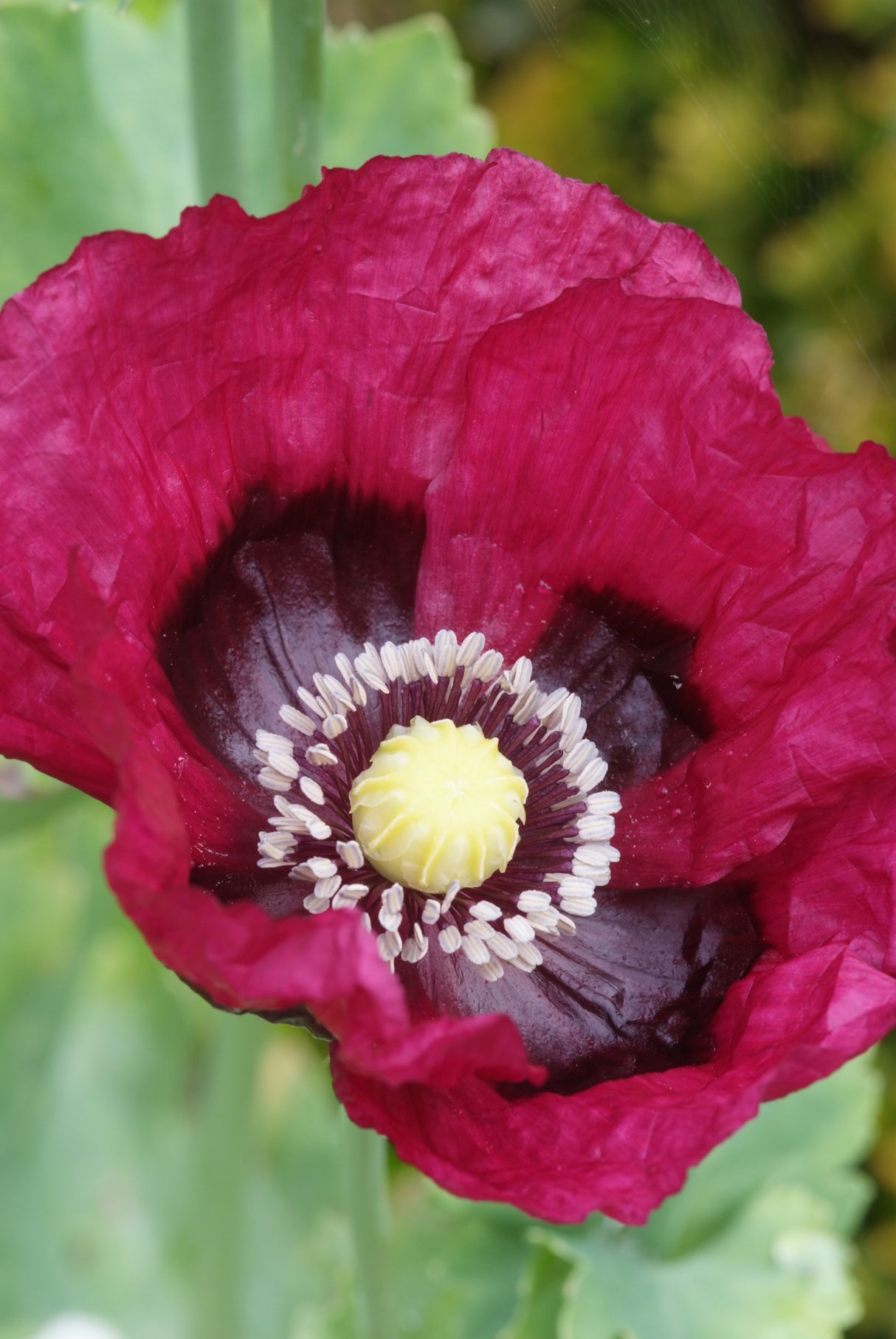 Papaver Pattys Plum