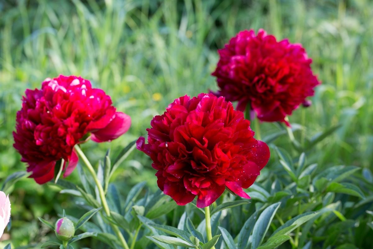 Peony Command Performance - Fall Planting