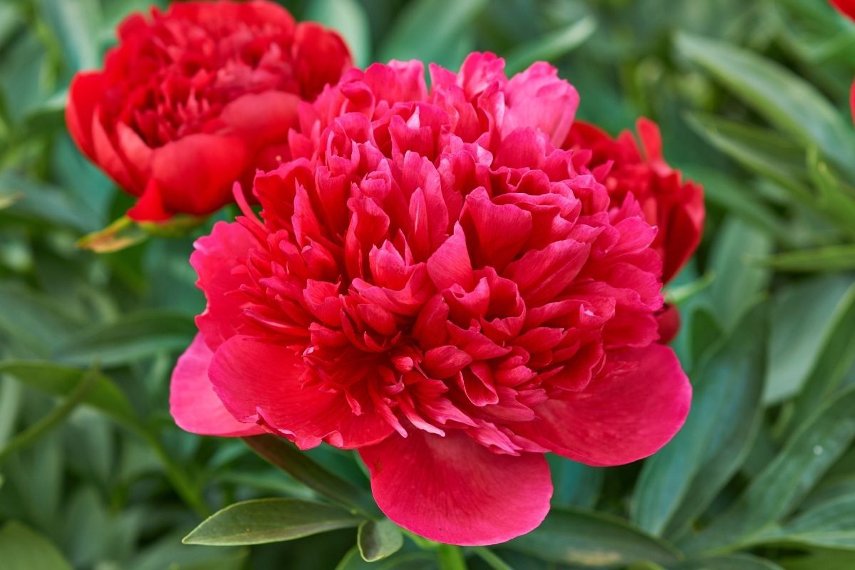 Peony Command Performance - Fall Planting