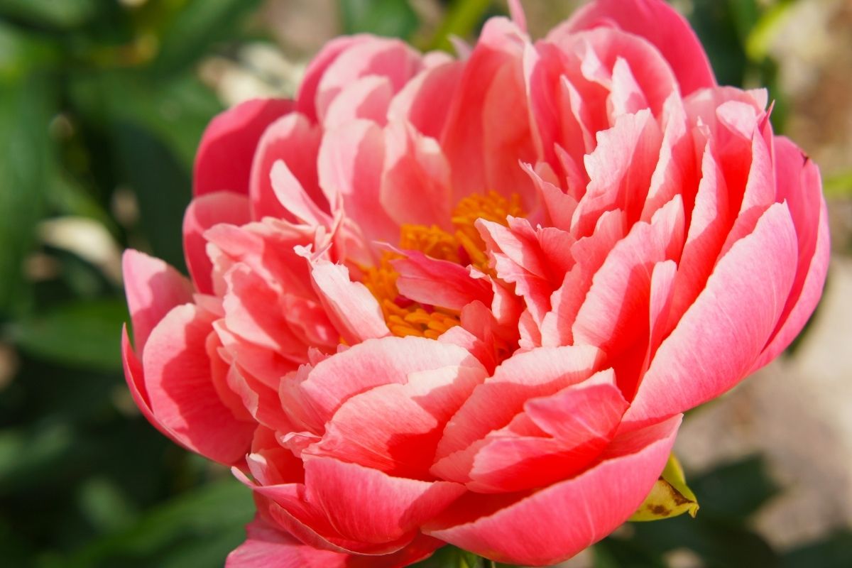 Peony Coral Sunset - Fall Planting