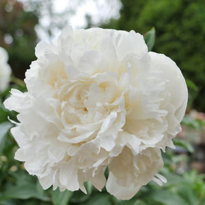 Peony