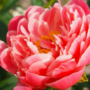 Peony