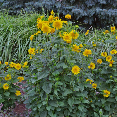 Planting guide image