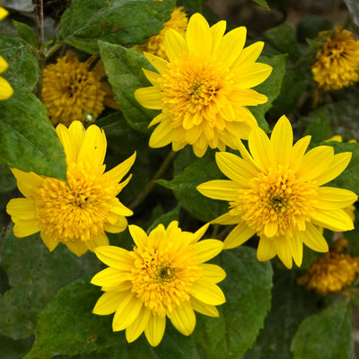 Perennial Sunflower (Helianthus): Planting & Care Guide